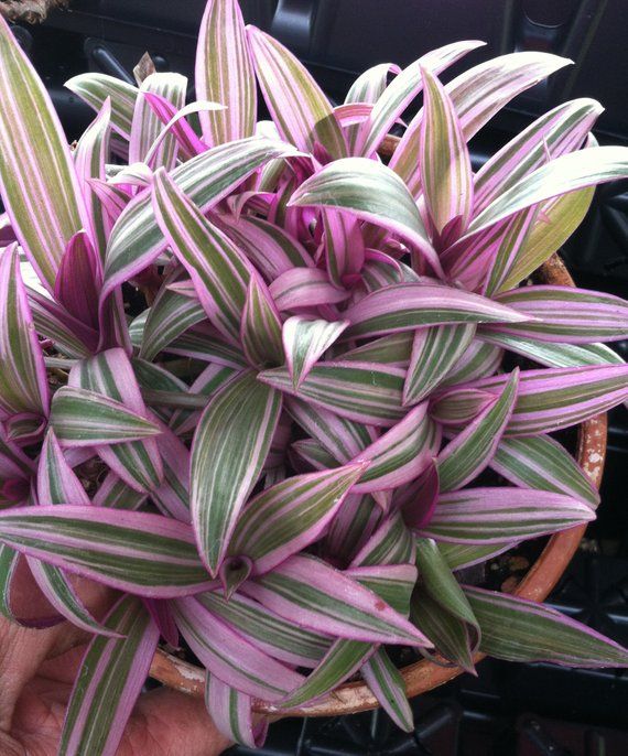 Rhoeo Plant Tricolor Beautiful Live Plant - Buy Online
