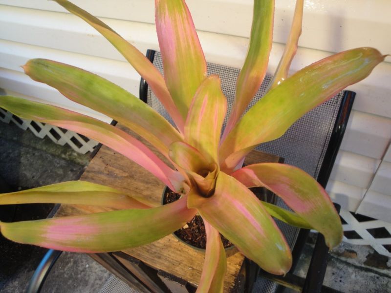 Roheo Plant Yellow