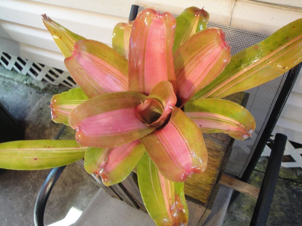 Roheo Plant Yellow