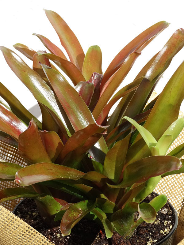 Roheo Plant Yellow