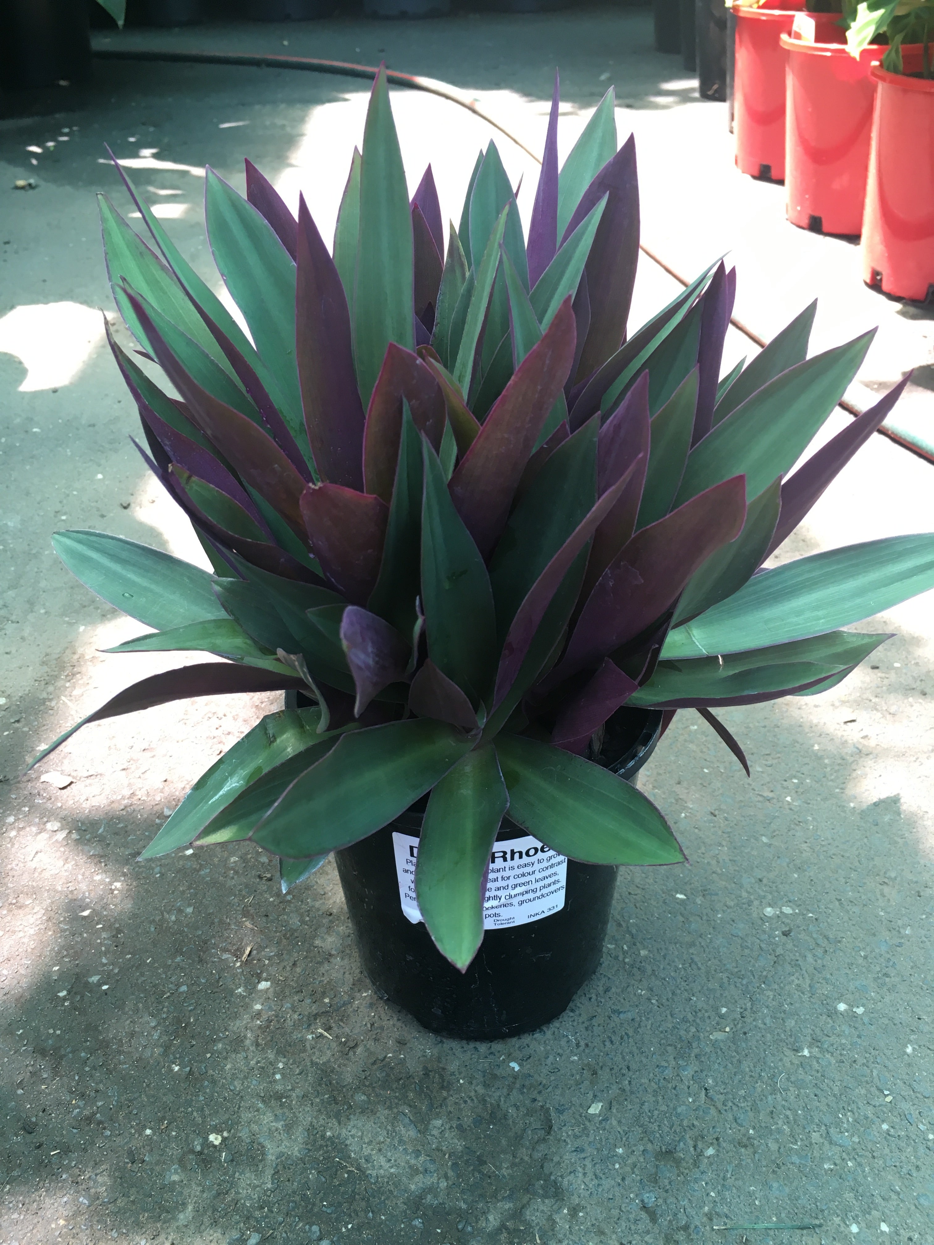 Roheo Plant green
