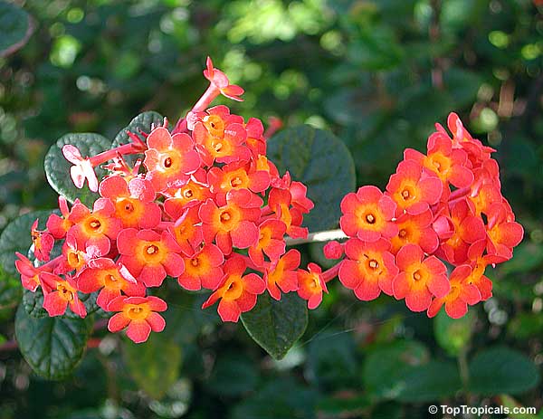 rondeletia odorata Beautiful Flowering Plant bonsai Suitable Flowering Live Sapling Plant