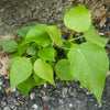 Rumphii Ficus Bodhi Ficus Saplling Plant