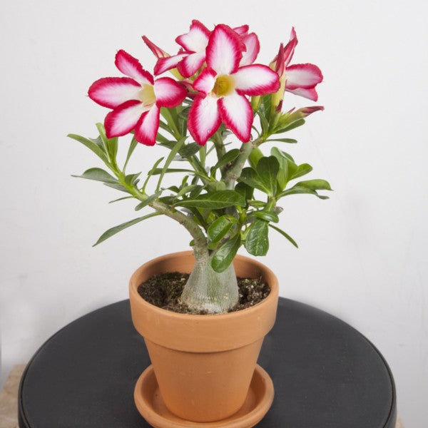 Beautiful Adenium Desert Rose Bonsai Plant for office or home in a plastic Mother's day Gift with a cute card
