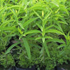Green Paradise® White Sandalwood Plant