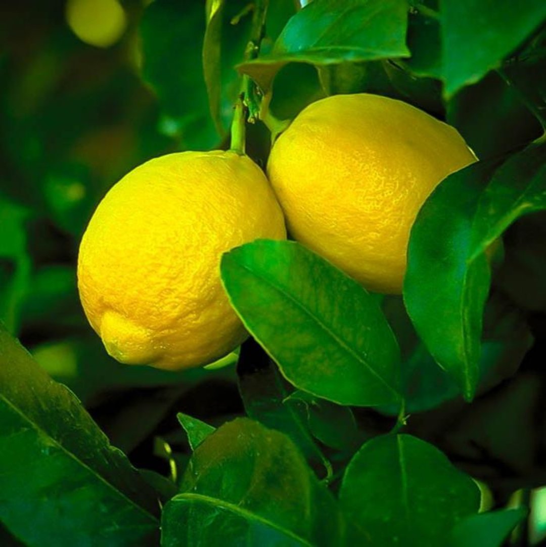 Seedless Lemon Plant Live Healthy Airlayered Seedless Lemon Plant For Kitchen Gardening Lemon Plant in poly bag