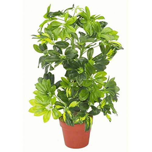 Seflera Live Plant