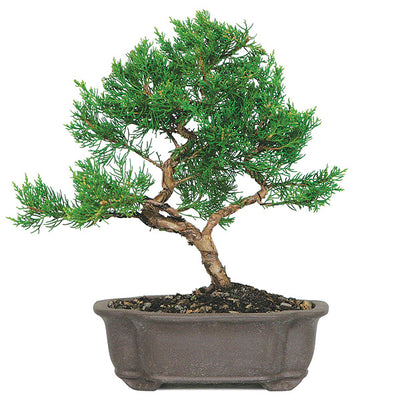 Chinese Juniper Bonsai Tree with plastic bonsai pot