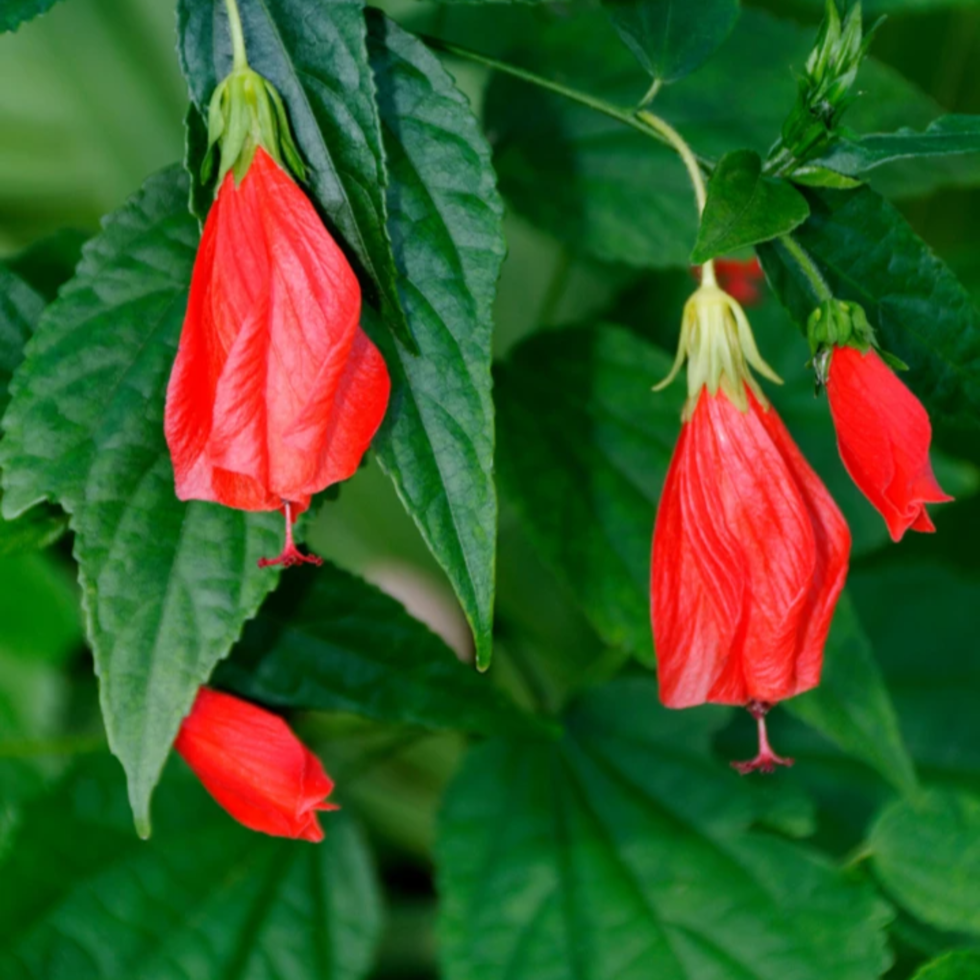Sleeping Hibiscuss Malvaviscus Chili Hibiscus
