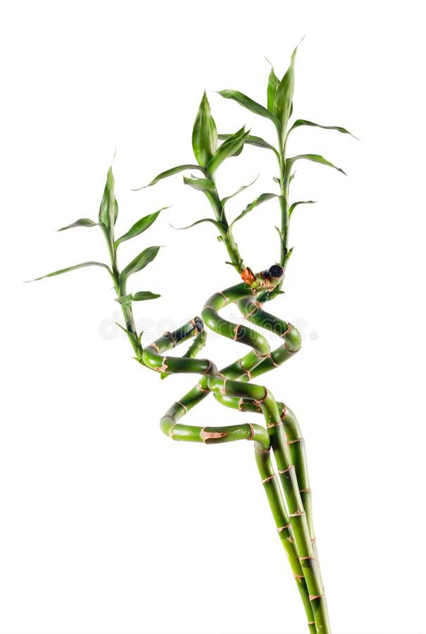 Spiral Bamboo Sticks 45 cm (Set of 3)