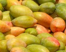 Exclusive Totapuri Mango Live Plant