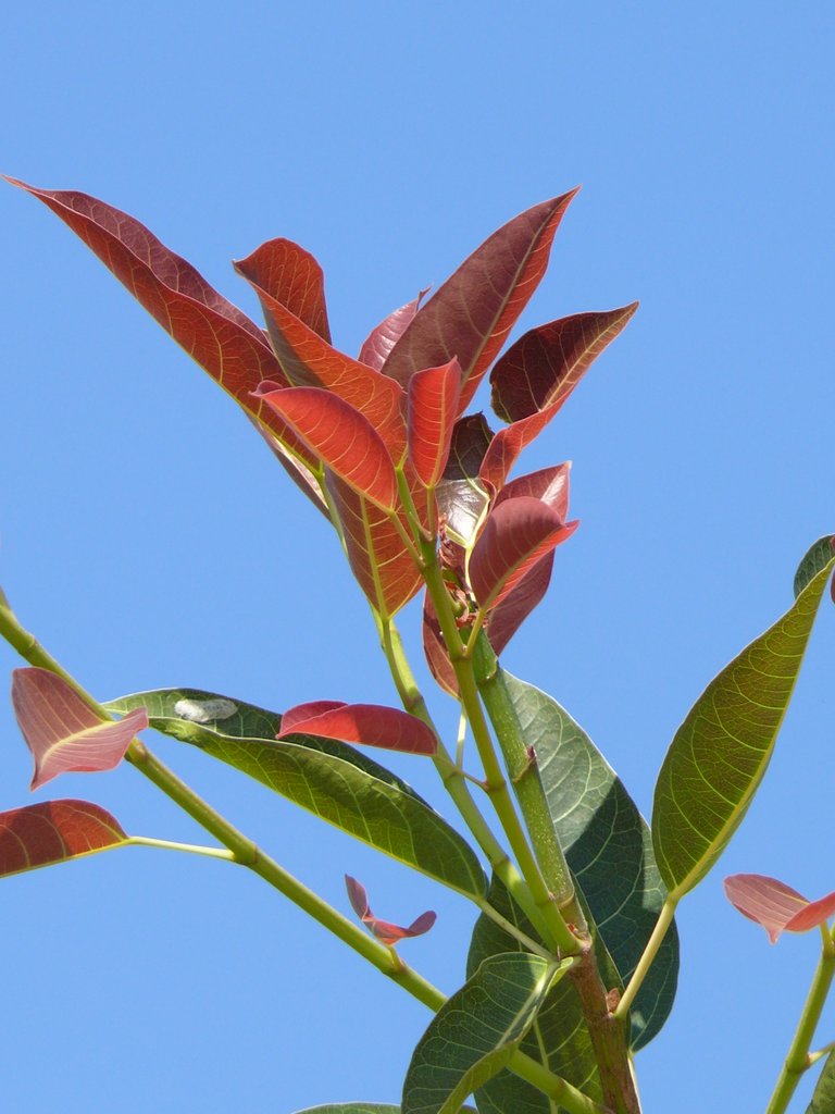 Ficus Pilkhan Virens One Year Old Sapling Plant