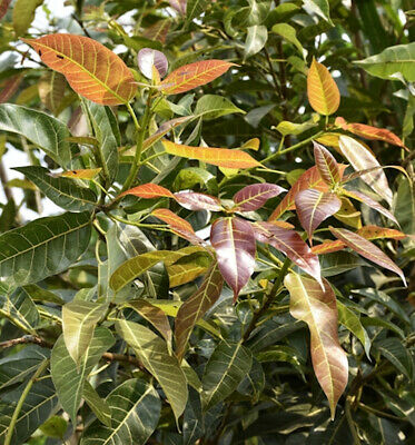Ficus Pilkhan Virens One Year Old Sapling Plant