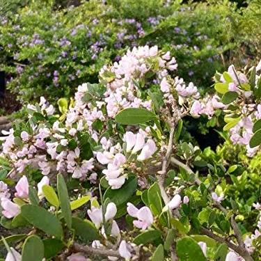 DESMODIUM White Braya Sapling Plant