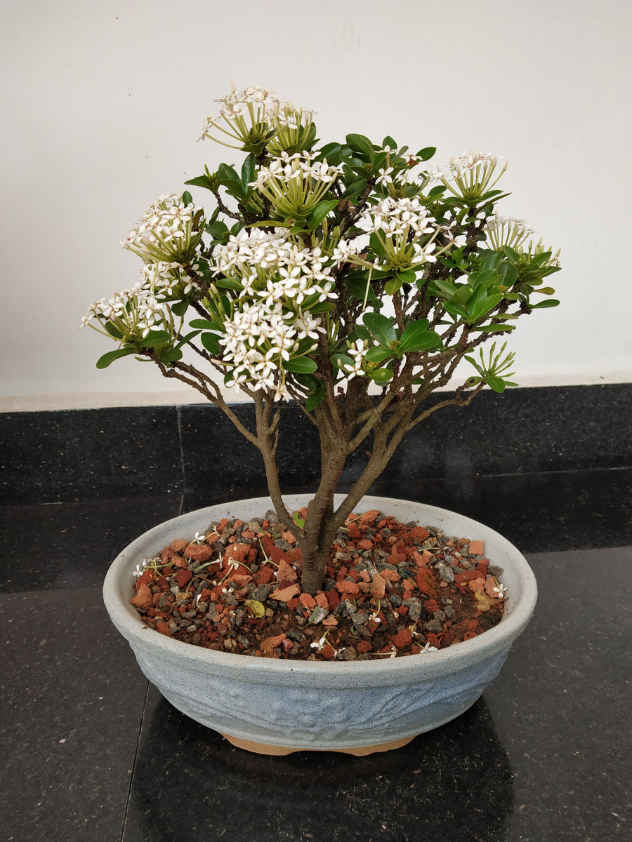 Mini Ixora Bonsai ( White ) live plant – GreenParadiseLive