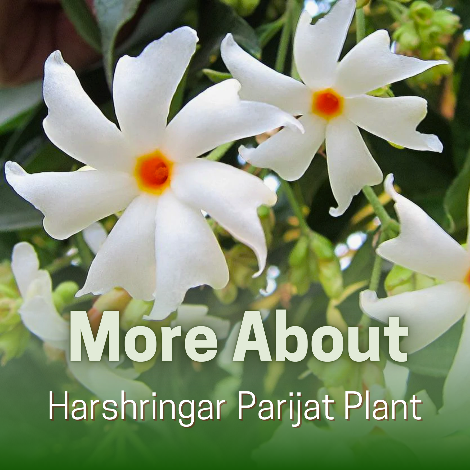 Green Paradise® Harshringar Parijat Plant