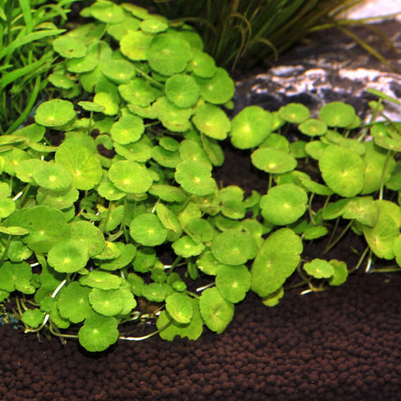 Aquatic Plants