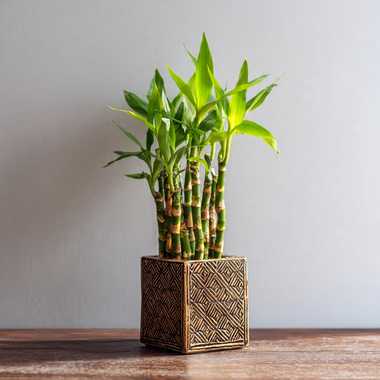 Plants For Gifts