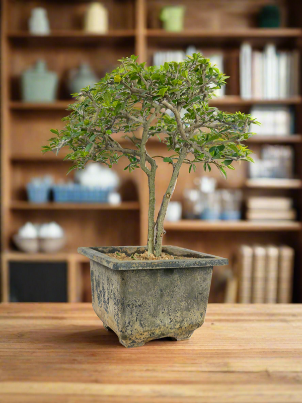Green Paradise Mini Carmona Twin Trunk Groom Style Bonsai (get the same tree shown in image)
