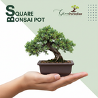 Green Paradise® Bonsai Training  Pots Rectangle 14 cm (Brown)  plastic bonsai  pots Ideal for  Mame And Shohin Bonsai Training