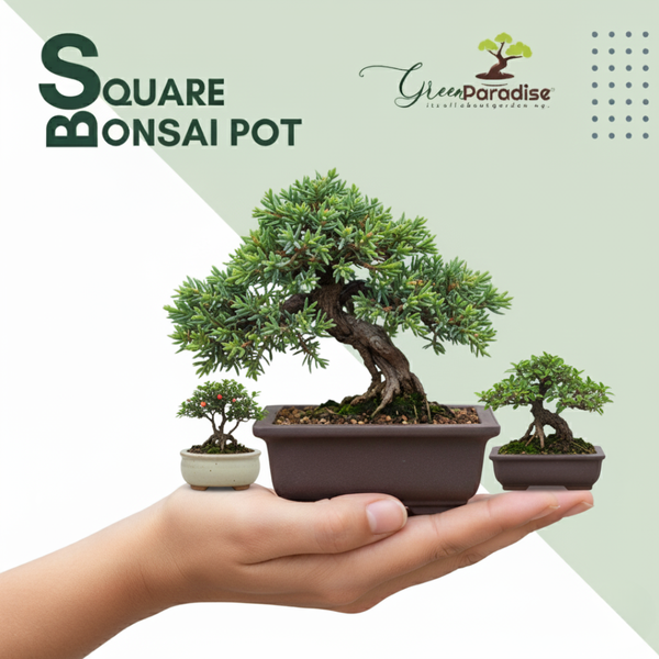 Green Paradise® Bonsai Training  Pots Rectangle 14 cm (Brown)  plastic bonsai  pots Ideal for  Mame And Shohin Bonsai Training