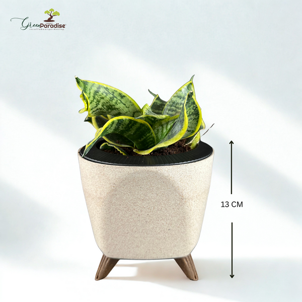 Green Paradise® Sansevieria Golden Hahnii (Twisted Snake Plant) – Air Purifying Indoor Plant in Premium Plastic Pot