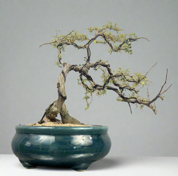 Green Paradise Operculicarya decaryi Bonsai tree mature tree