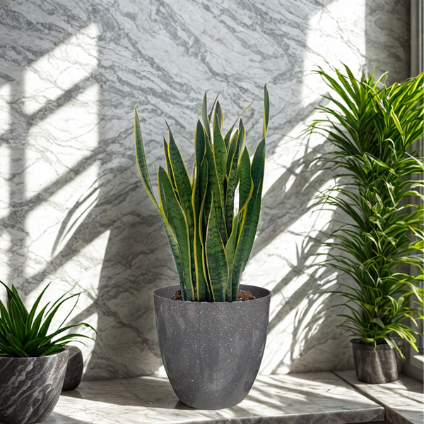 Green Paradise® Premium Grey Plastic Pot – Elegant Indoor & Outdoor Planter for your garden