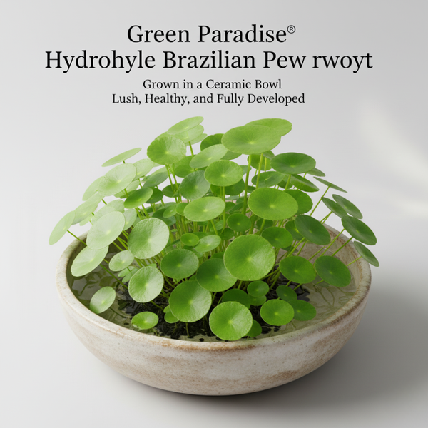 Green Paradise® Hydrocotyle Brazilian Pennywort – Fast-Growing Aquatic Plant for Aquariums, Terrariums & Water Gardens | Easy Care Live Creeper Plant