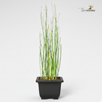Green Paradise® Water Bamboo (Equisetum) – Live Aquatic Plant for Home Garden, Ponds & Indoor Décor | Low Maintenance Evergreen Horsetail Plant
