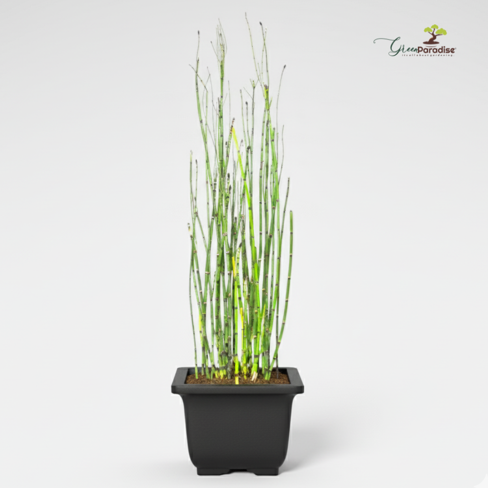 Green Paradise® Water Bamboo (Equisetum) – Live Aquatic Plant for Home Garden, Ponds & Indoor Décor | Low Maintenance Evergreen Horsetail Plant