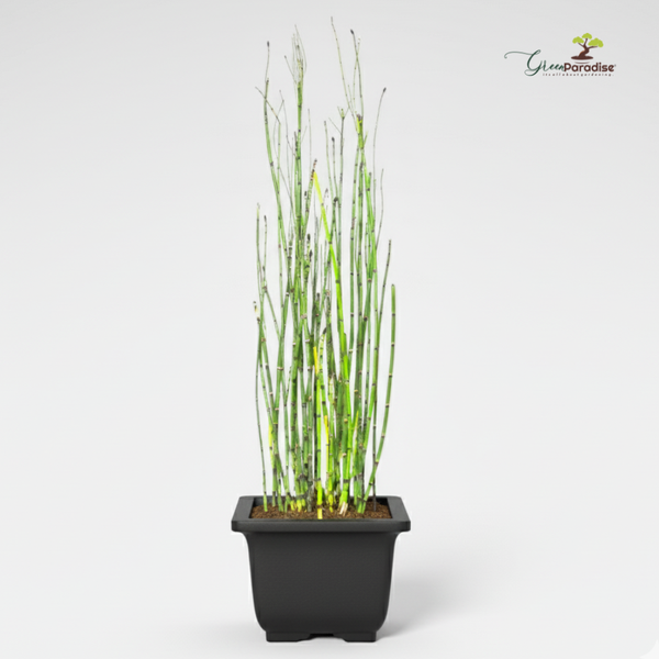 Green Paradise® Water Bamboo (Equisetum) – Live Aquatic Plant for Home Garden, Ponds & Indoor Décor | Low Maintenance Evergreen Horsetail Plant