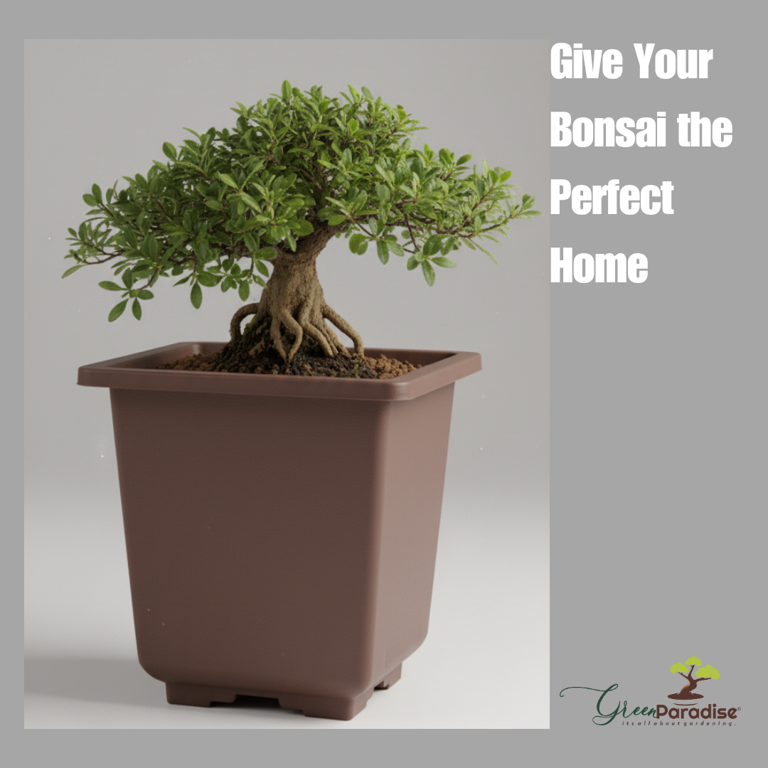 Green Paradise® Bonsai Training Pots plastic pots Tall Square bonsai pots purple clay color Plastic Bonsai Pots