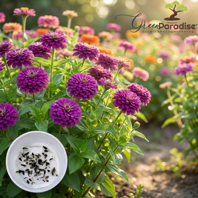 Green Paradise® Purple Zinnia Flower Seeds (Zinnia elegans) | Premium Quality Annual Flower Seeds | Easy to Grow | Ideal for Home Garden, Balcony & Terrace