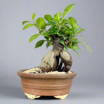 Green Paradise Ficus Ginseng Tree with ceramic planter code  021