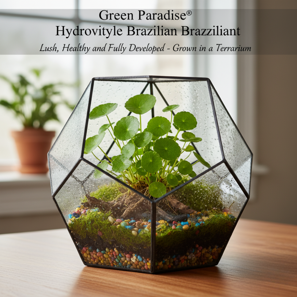 Green Paradise® Hydrocotyle Brazilian Pennywort – Fast-Growing Aquatic Plant for Aquariums, Terrariums & Water Gardens | Easy Care Live Creeper Plant