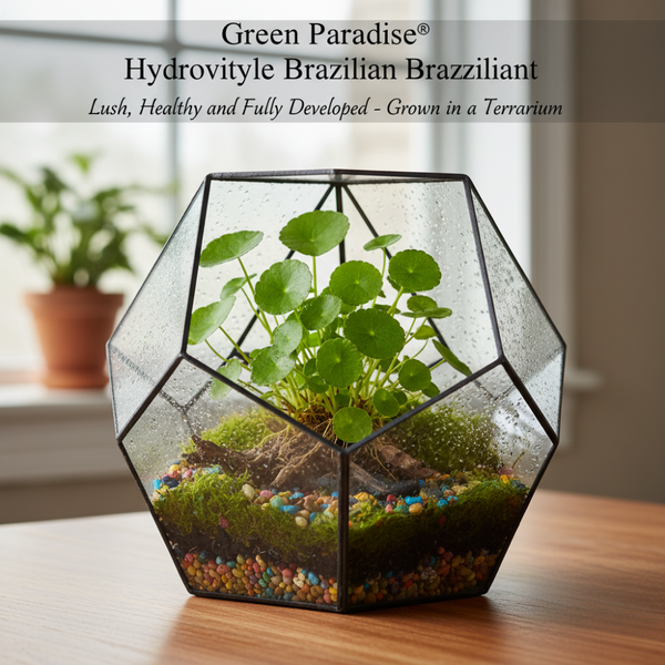 Green Paradise® Hydrocotyle Brazilian Pennywort – Fast-Growing Aquatic Plant for Aquariums, Terrariums & Water Gardens | Easy Care Live Creeper Plant