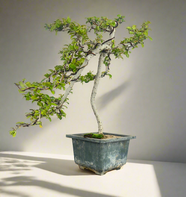 Carmona Bonsai Tree Fukein Tea Bonsai 002 (get the same tree shown in image)