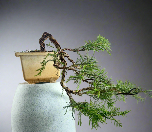 Chinensis juniper cascade bonsai