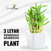 Air Purifier lucky fengsui Live and Healthy 3 layer fengsui bamboo Plant lucky plant for home and offices