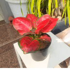 Aglaonema rotundum hybrid 'Red Desire' Live Plant - Green Paradise