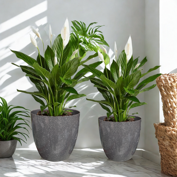 Green Paradise® Premium Grey Plastic Pot – Elegant Indoor & Outdoor Planter for your garden