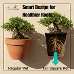 Green Paradise® Bonsai Training Pots plastic pots Tall Square bonsai pots purple clay color Plastic Bonsai Pots