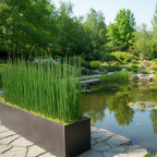 Green Paradise® Water Bamboo (Equisetum) – Live Aquatic Plant for Home Garden, Ponds & Indoor Décor | Low Maintenance Evergreen Horsetail Plant