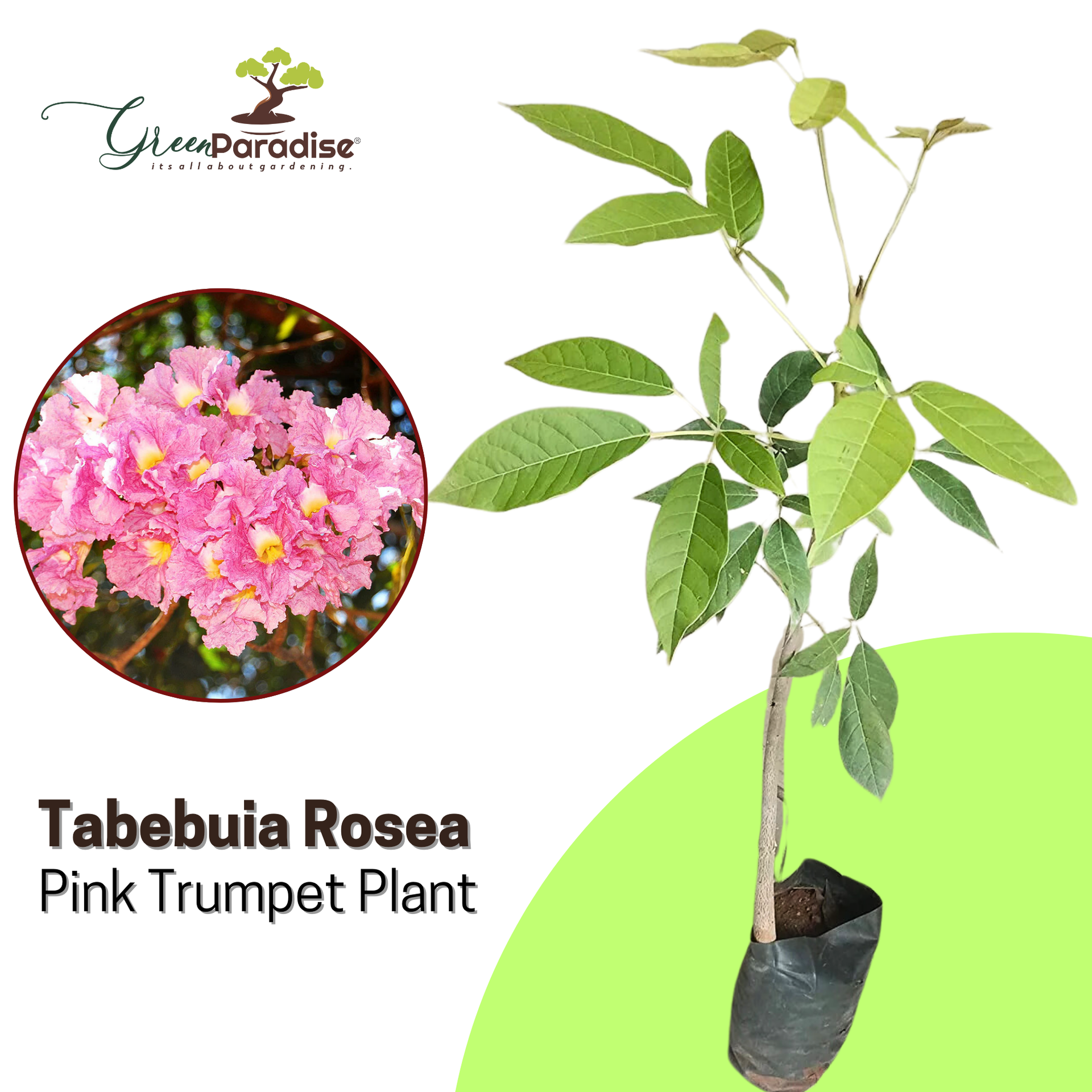 Green Paradise Tabebuia rosea  Pink Trumpet Tree