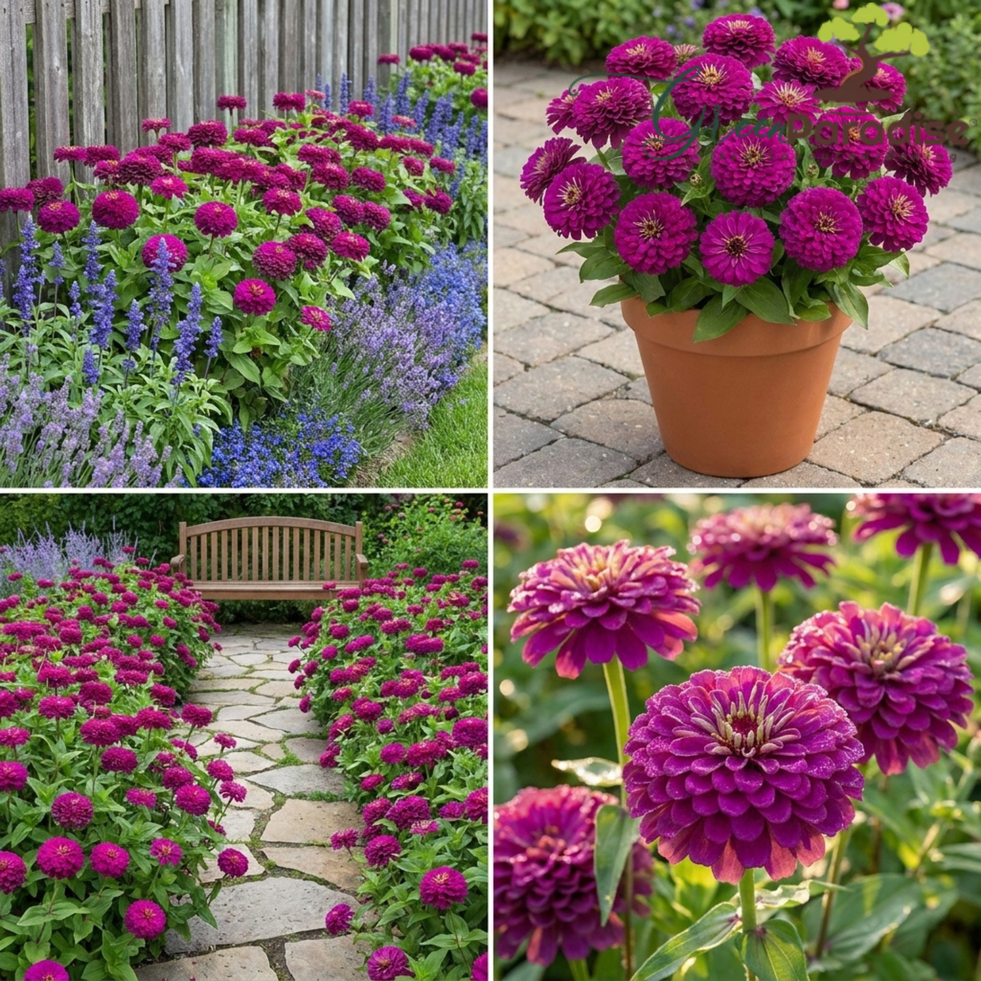 Green Paradise® Purple Zinnia Flower Seeds (Zinnia elegans) | Premium Quality Annual Flower Seeds | Easy to Grow | Ideal for Home Garden, Balcony & Terrace