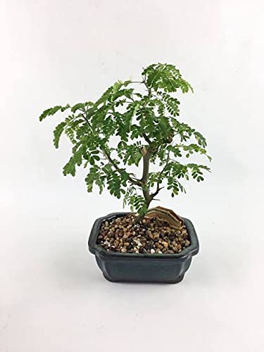 Green Paradise® Brazilian Raintree Bonsai Live Plant With Plastic Bonsai Pot