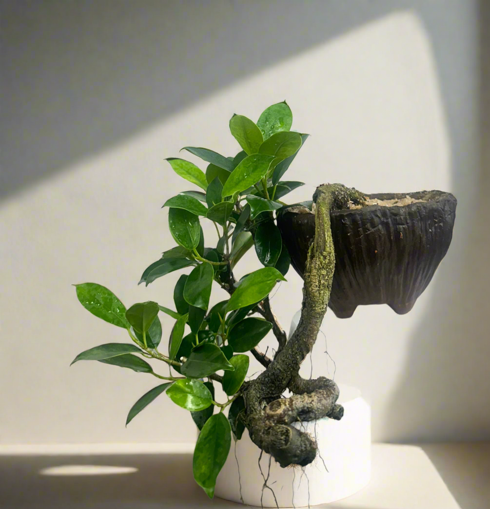 Green Paradise panda ficus Bonsai cascade style tree
