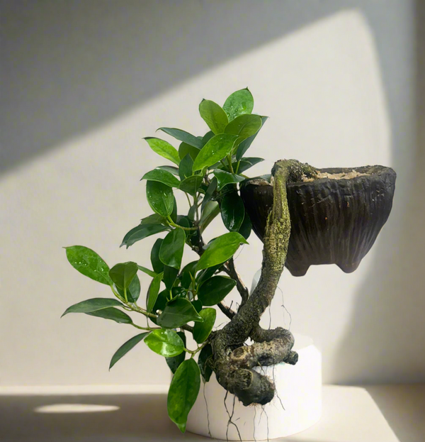 Green Paradise panda ficus Bonsai cascade style tree