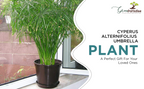 green Paradise cyperus alternifolius Plant